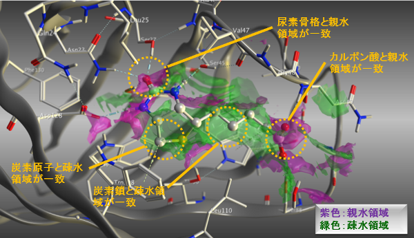 受容体ポケット構造表面から算出した親水性原子(紫)/疎水性原子(緑)の現れる確率の高い領域と実際のリガンド原子位置の一致