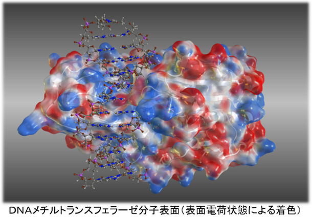 分子表面