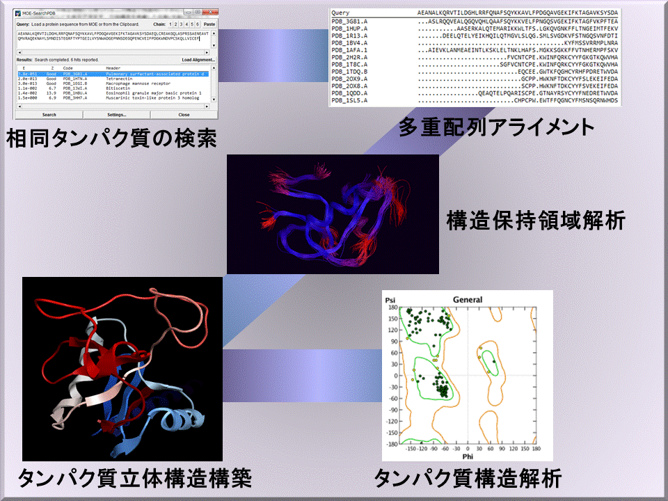 タンパク質の解析機能によるホモロジーモデリングの流れ