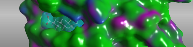 分子表面の描画例: リガンド(水色・透過)と受容体(疎水性/水素結合性を示すActiveLPスキーム色)