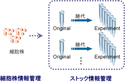 細胞株管理のイメージ